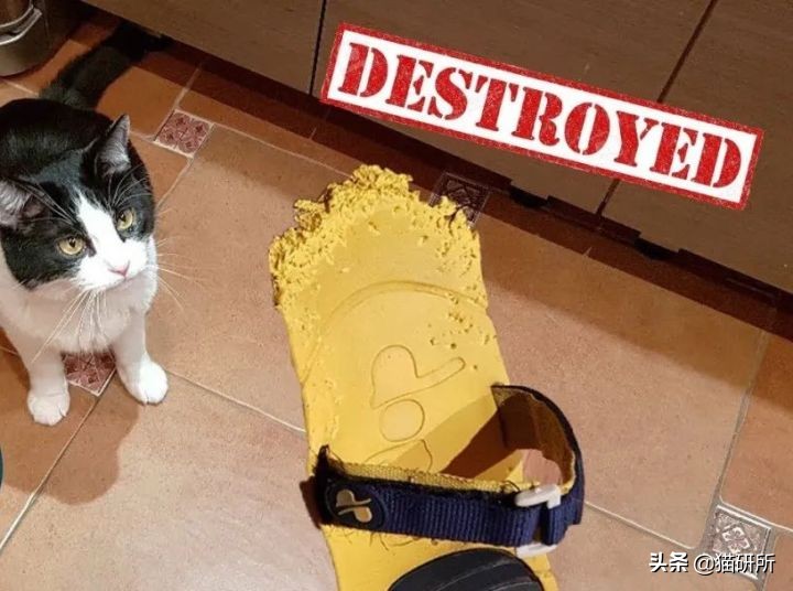 脚气传染猫咪 (猫咪脚气一般什么症状)