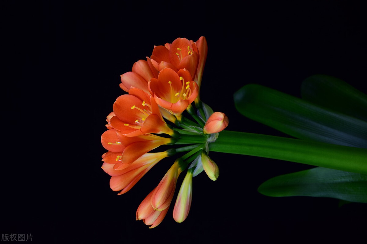 当金牛座惹我生气时我该怎么办,金牛座不想跟你继续相处的表现