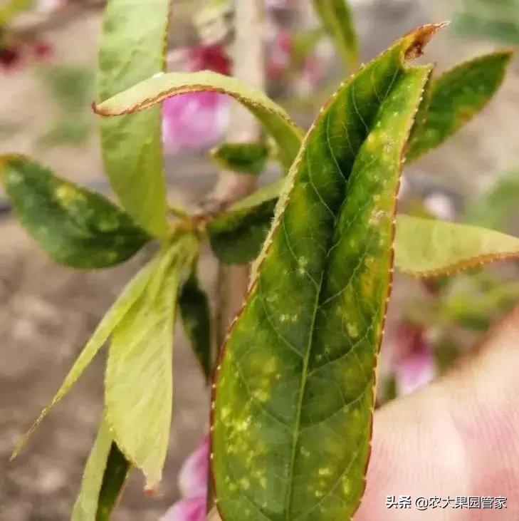 绿叶蝉危害图片,小绿叶蝉的缺点