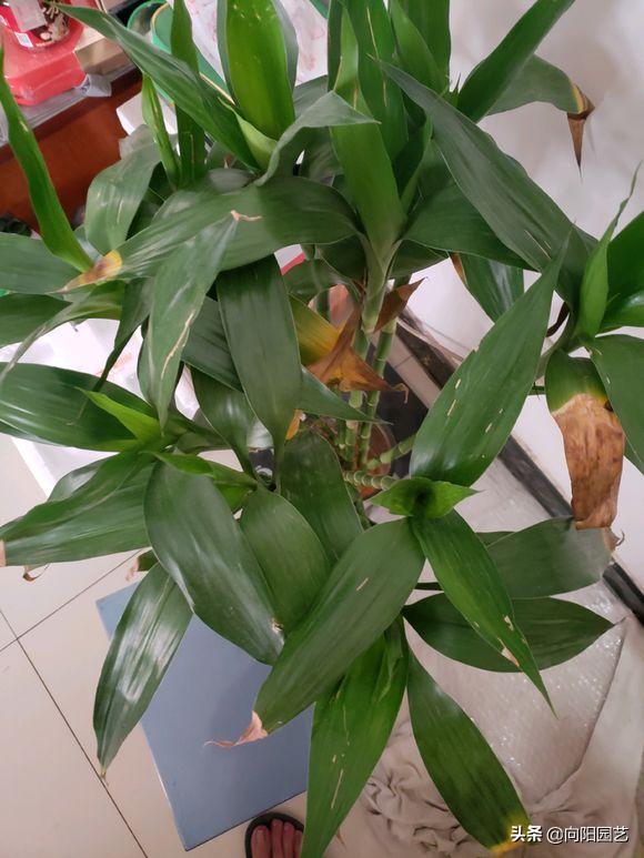 富贵竹叶子发黄，水体发臭，学学养护小技巧，冬天也能呼呼长