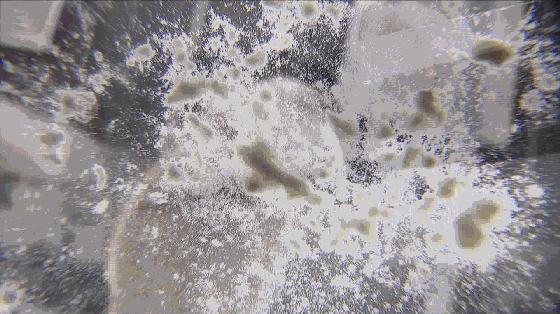 甲鱼的烧法饭店,甲鱼的做法大全下厨房