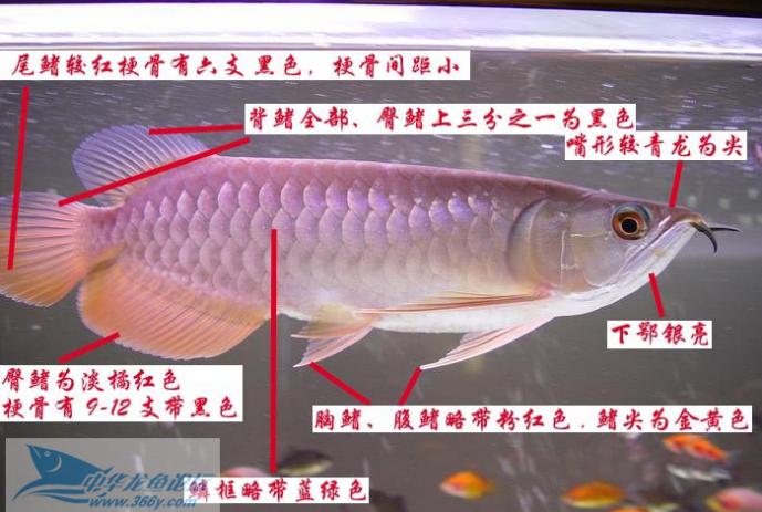 金龙鱼和红龙鱼怎么挑选,红龙鱼和金龙鱼怎样选品种