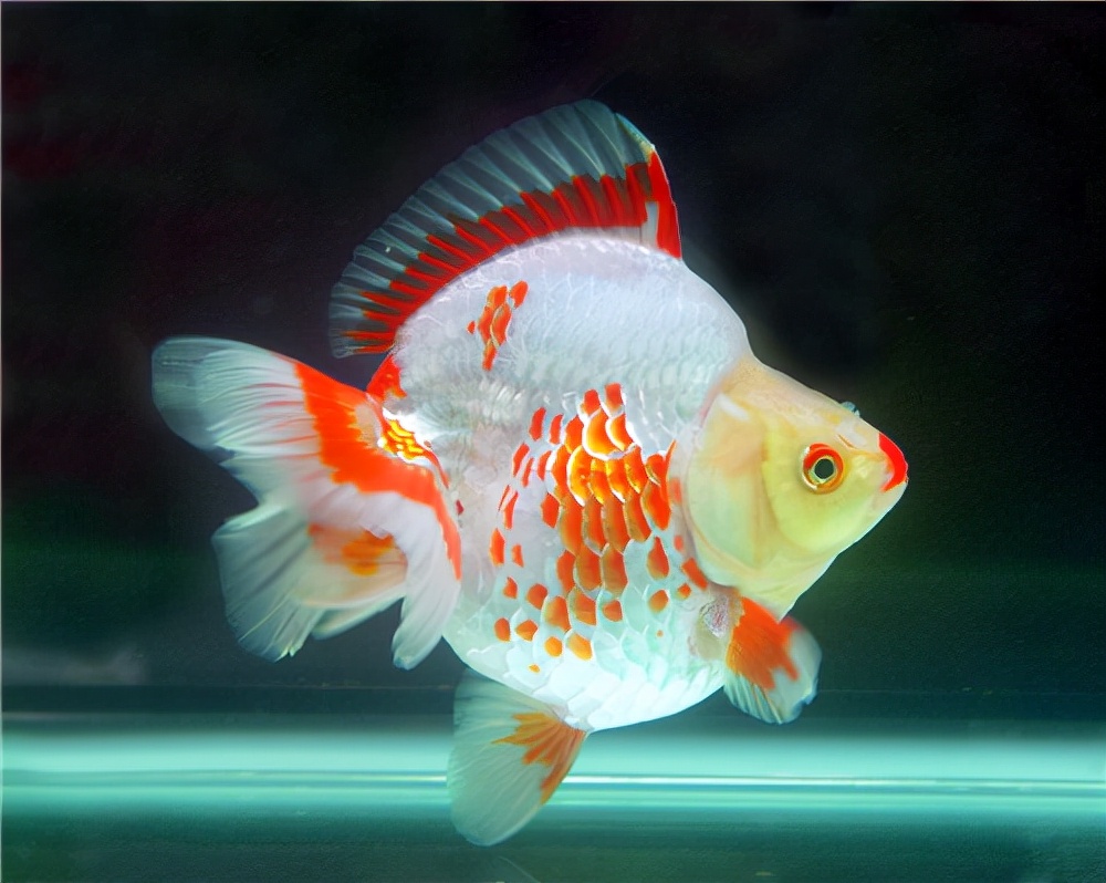 十大适合新手养的小型观赏鱼,新手养的白化观赏鱼怎么养