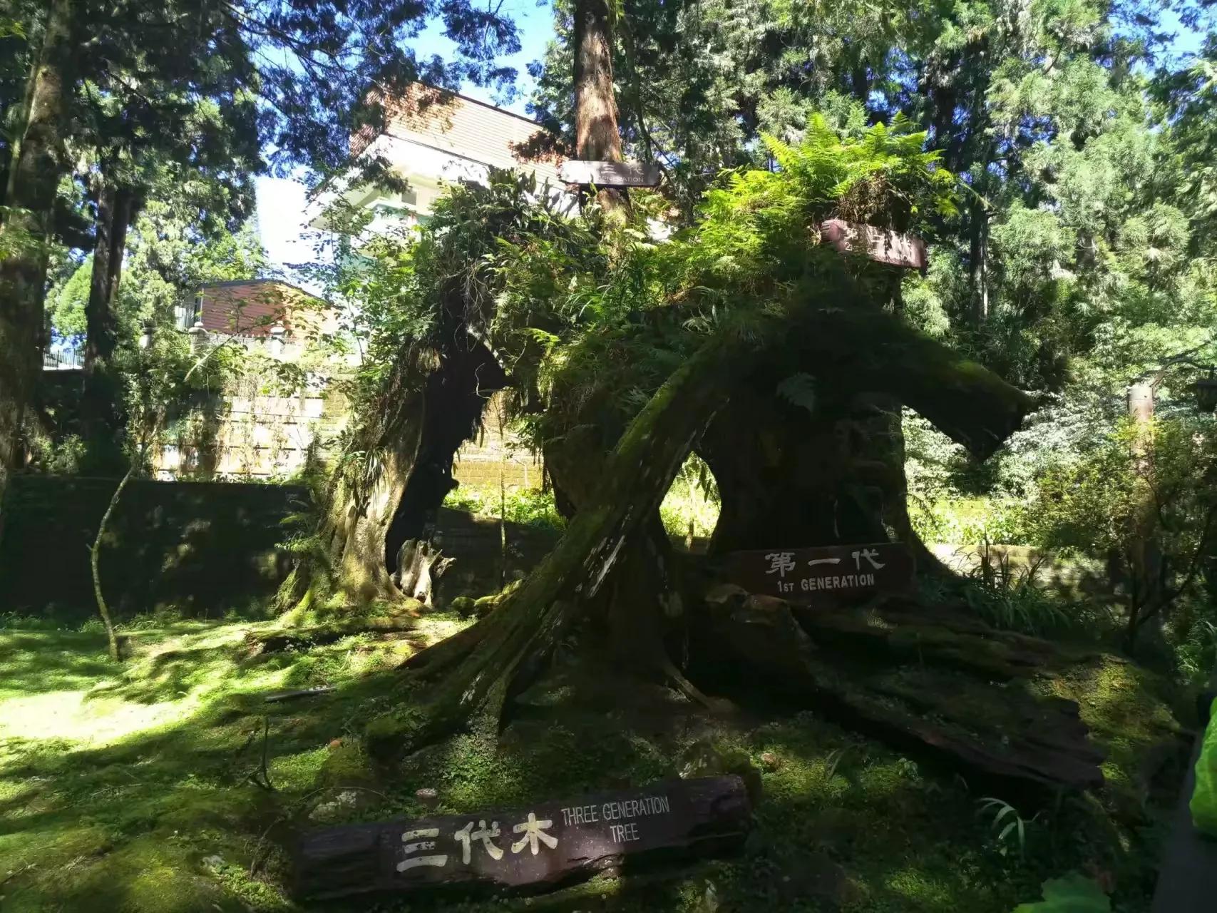 宝岛阿里山风景,山水风景台湾阿里山