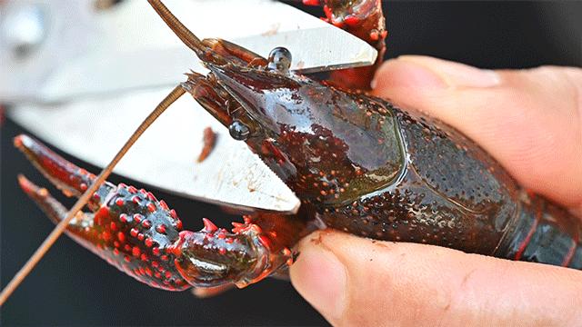 巴掌大小龙虾,深夜爆香小龙虾