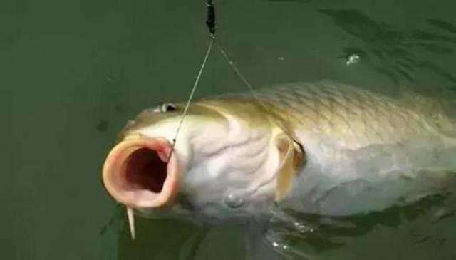 各类鱼吃饵方式,如何大几率让鱼吃钩饵