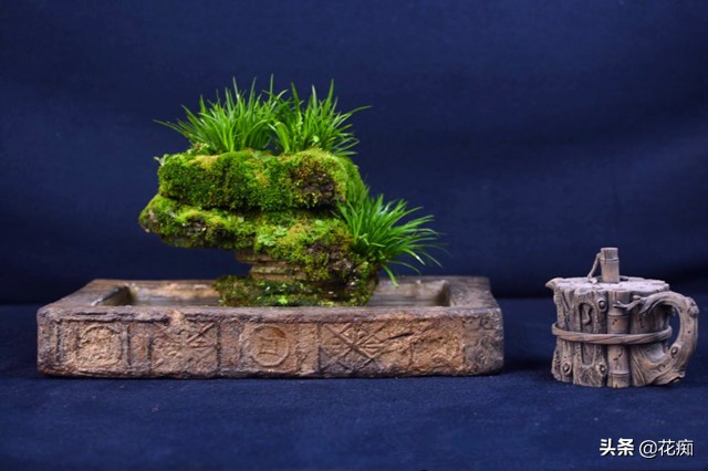 适合种在上水石上的绿植,上水石适合栽种什么绿植啊