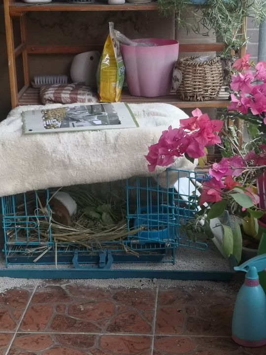 养荷兰猪和宠物兔怎么养比较好,荷兰猪和宠物兔哪个好养活