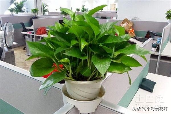 绿萝叶片发黄应该怎么治,绿萝叶片发黄是怎么回事儿