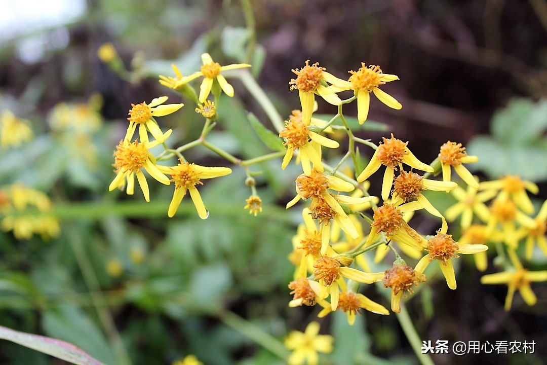 野生小黄花有什么用,小黄花图片与功效