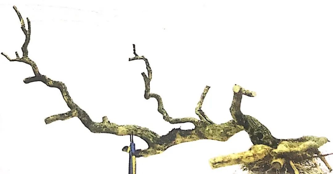 悬崖式老桩盆景,悬崖式盆景造型详解