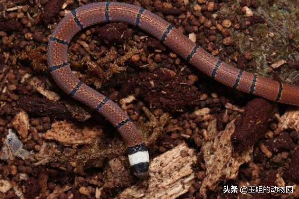 珊瑚蛇毒性很强,珊瑚蛇毒性强还是银环蛇毒性强