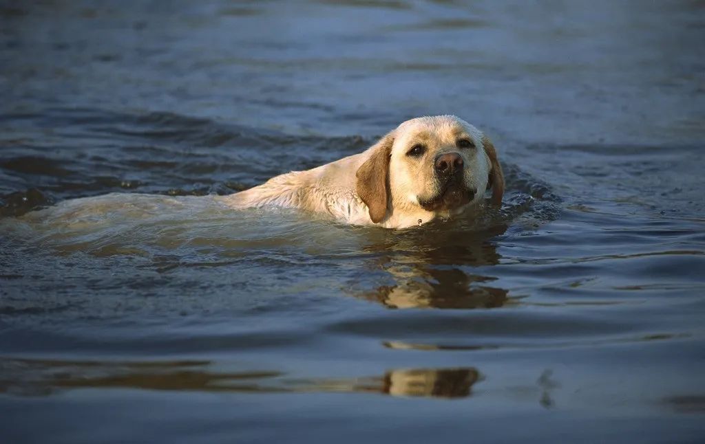 金毛小时候长得像拉布拉多,金毛跟拉布拉多是同父异母
