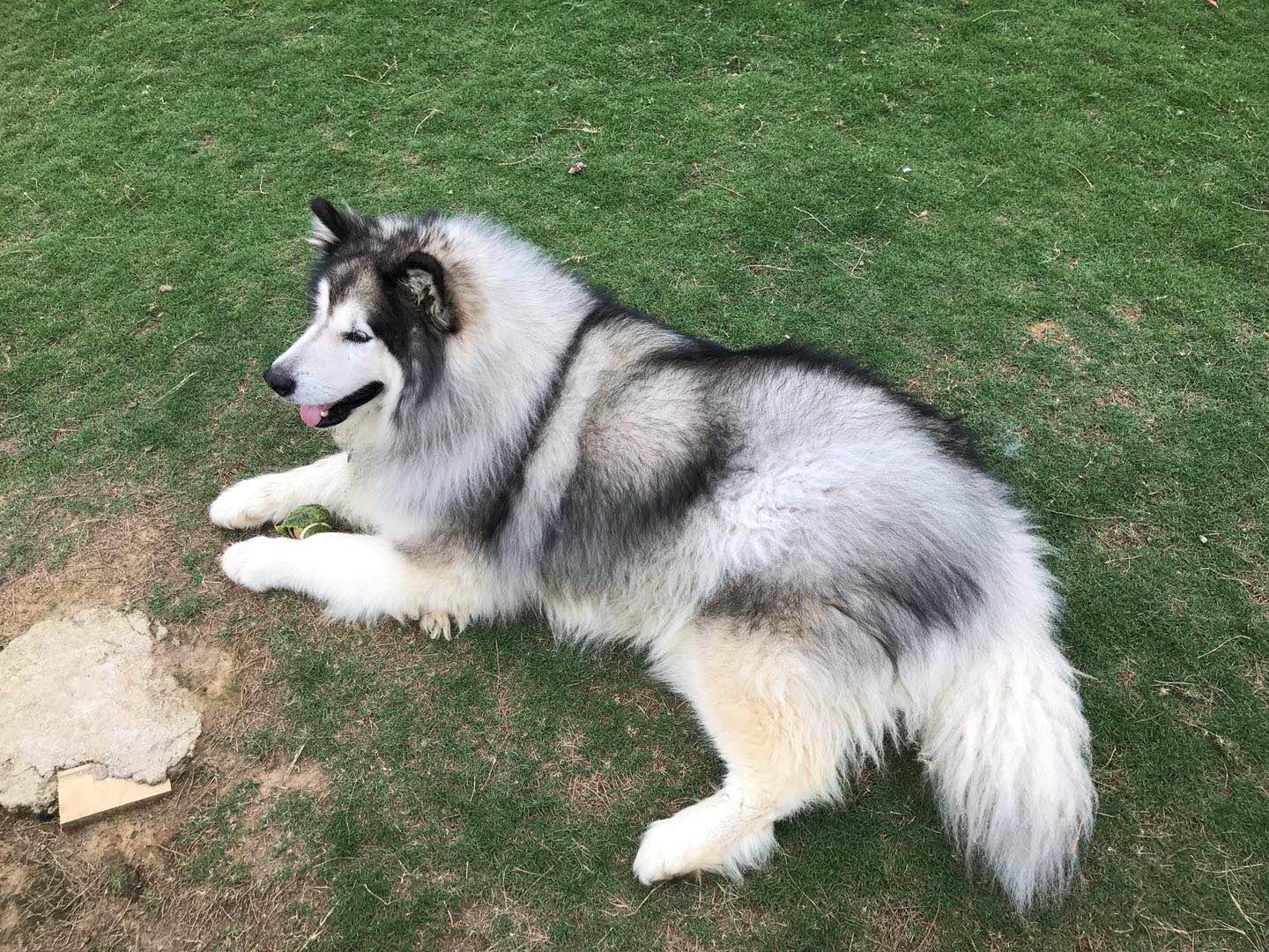 寄养狗狗的场所会丢失狗狗吗,寄养狗狗狗狗会伤心吗