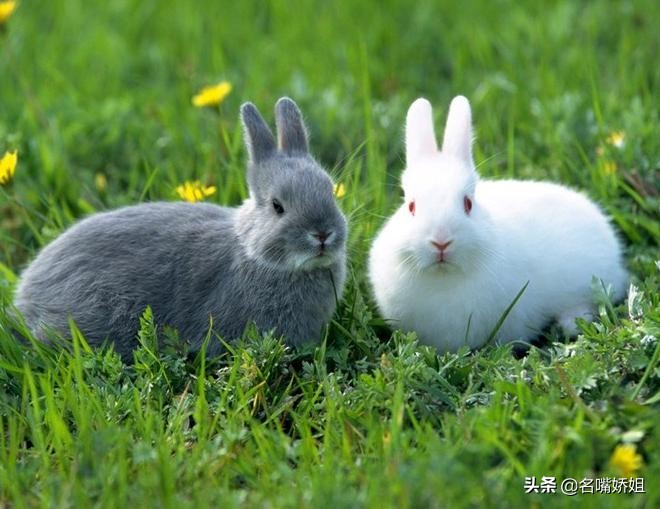 为啥兔子不能洗澡,兔子为什么一洗澡就死翘翘