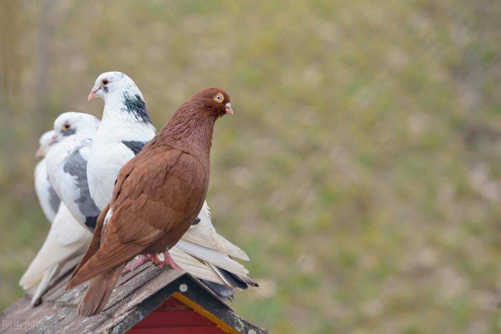 鸽子吐食拉稀绿便怎么治,鸽子吐食拉水怎么办