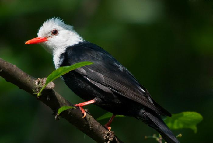广东常见鸟类图谱和名称图文,东江揽胜鸟类