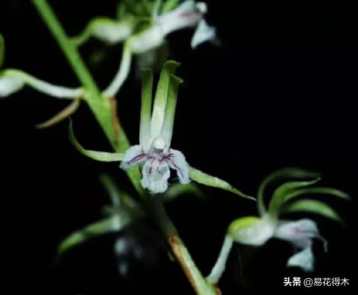 吻兰,云南稀有兰花品种图片金边蕙兰