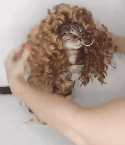 猫咪特别小如何分辨它是不是矮脚,什么小猫咪又乖又掉毛少