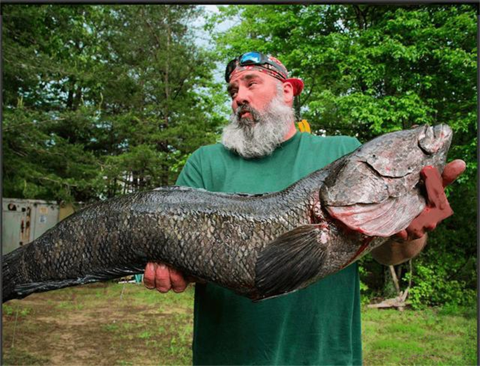 “蛇头鱼”在美国泛滥成灾，花费8亿美元治理，甚至不惜抽干湖水