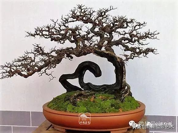 精品雀梅盆景名称,值得收藏的盆景作品欣赏