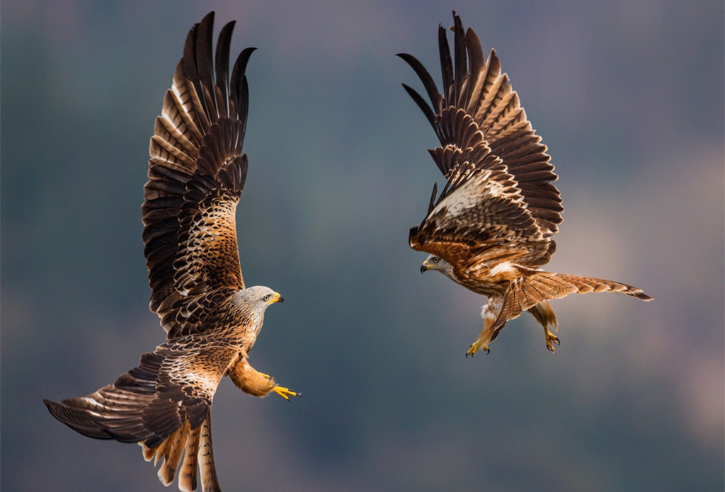 一只被鸡养大的鹰,一只被老鹰养大的鸡