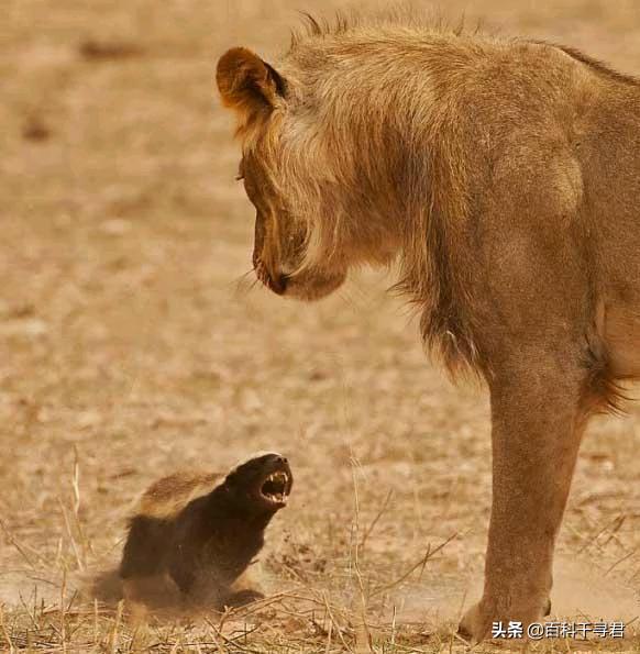 蜜獾的生存能力真有那么强吗,蜜獾为何无所畏惧