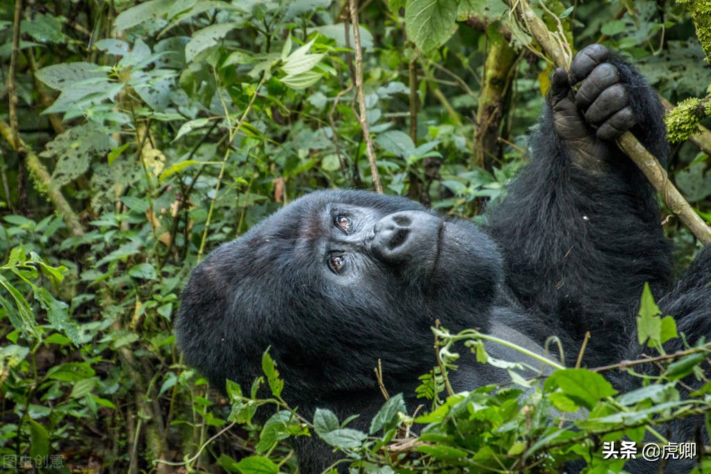 大猩猩夺王位,大猩猩继承王位
