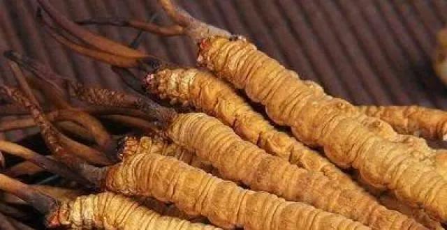 人工培育冬虫夏草价格,怎样区别人工种植的冬虫夏草