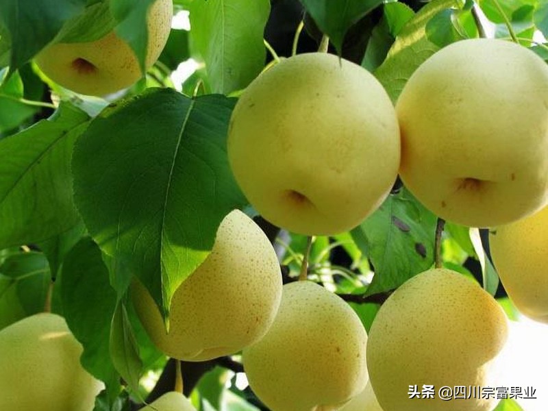 大梨树的梨是什么品种,梨树品种之冠梨