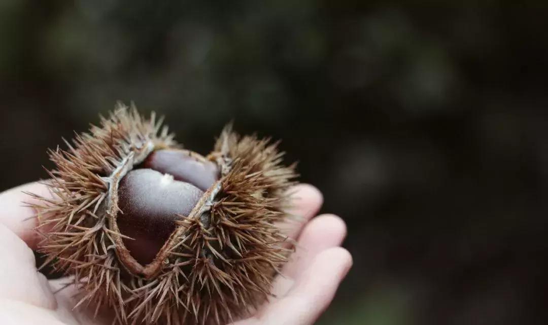 栗子健脾胃,栗子益气健脾吃法