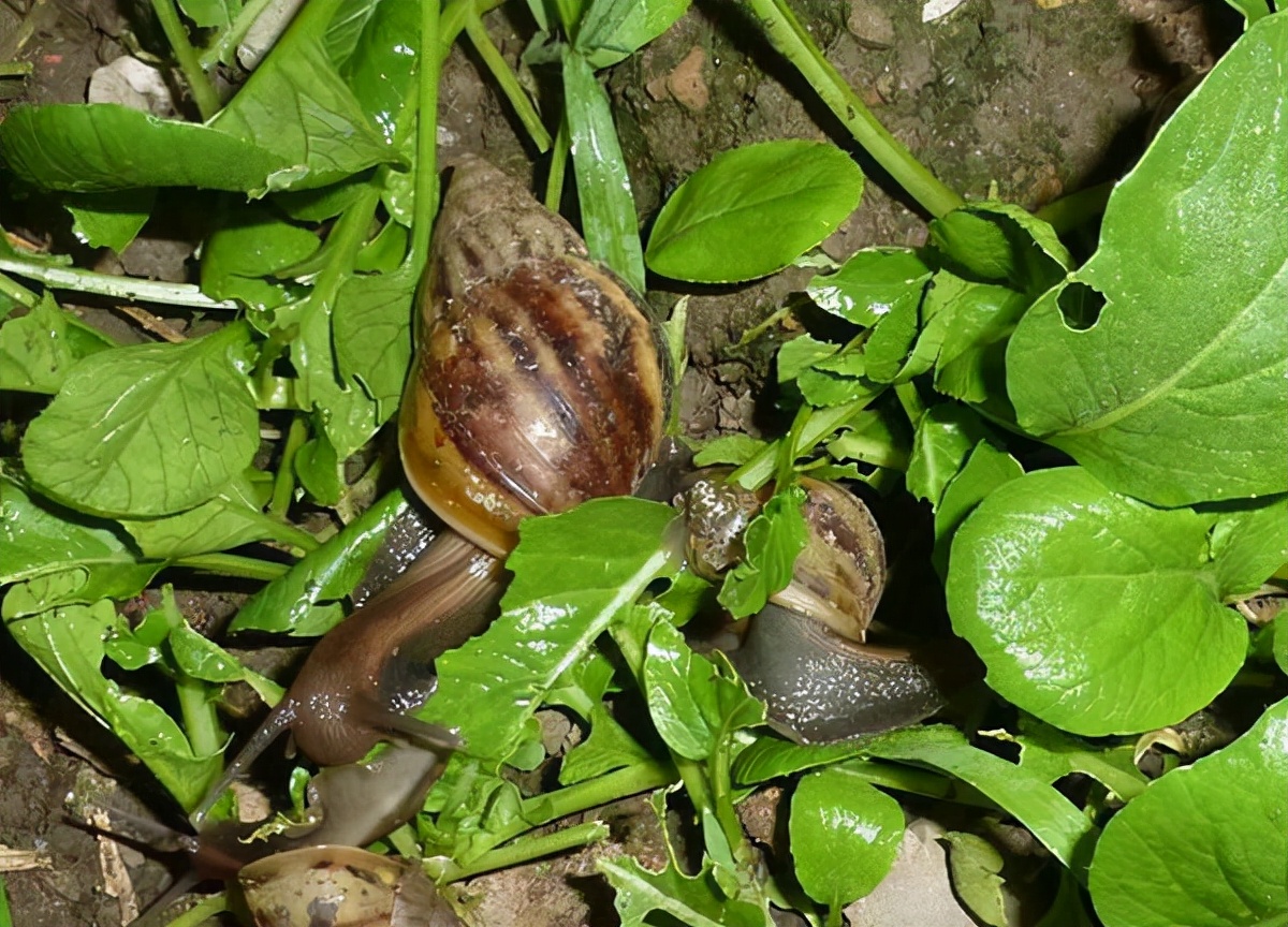 香港一博士生因撒盐杀死蜗牛被捕,撒盐杀死蜗牛被捕后续