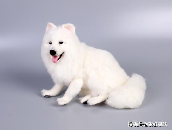 宠物殡葬的资料有哪些内容,宠物殡葬价格最新报价