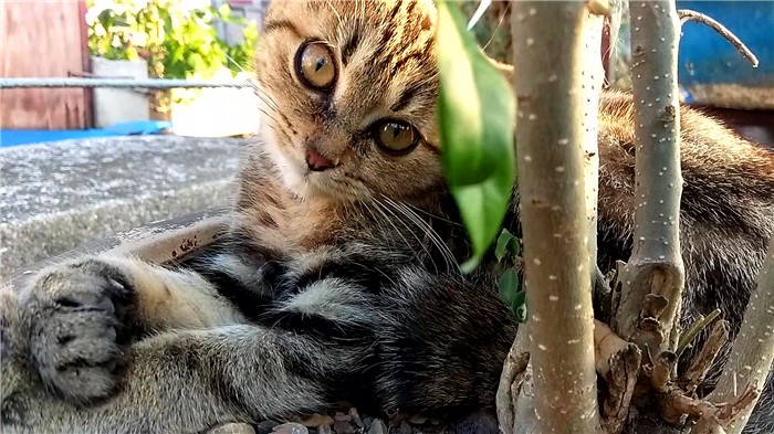 临清狮子猫和长毛狸花猫,临清狮子猫配狸花猫