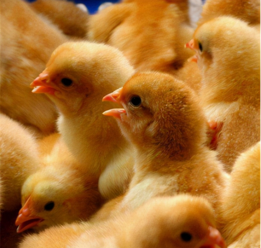 小鸡不吃饭是怎么回事啊,小鸡不吃食补救