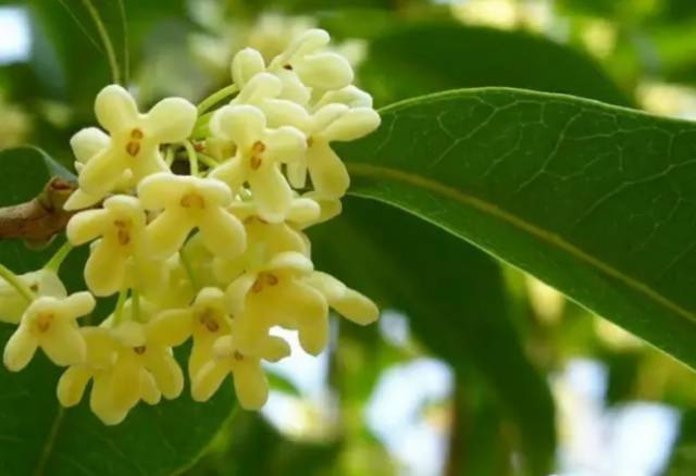 中国十大名花你认识几种呢,中国十大名花你喜欢哪种呢