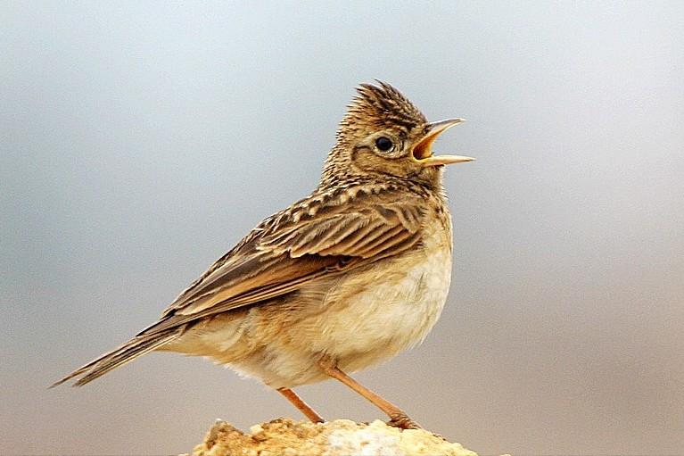 广东常见鸟类图谱和名称图文,东江揽胜鸟类
