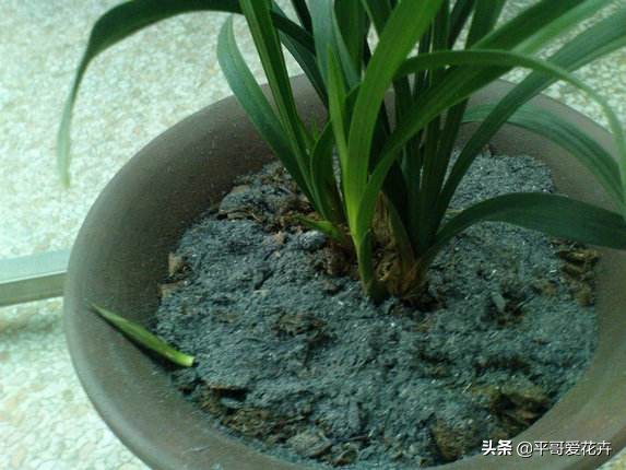 花盆有小飞虫快速消灭的药,花盆有小飞虫怎么消灭