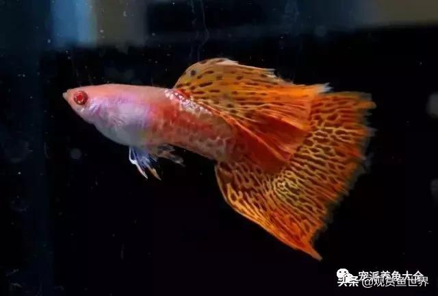 15个孔雀鱼品系图鉴绝美版,15个孔雀鱼品系图鉴