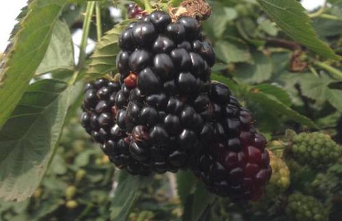 黑莓定杆修剪,黑莓的修剪方法图解