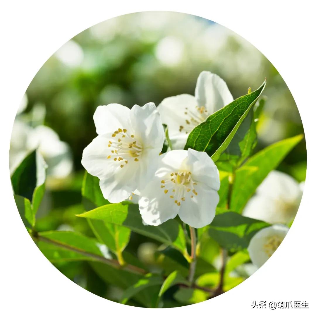 养猫能养啥花草,养了猫还可以养兔子吗