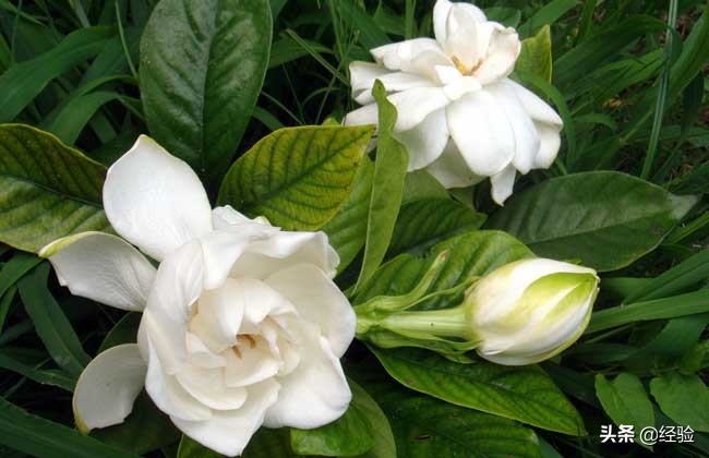 栀子花的施肥,栀子花的繁殖方法和注意事项