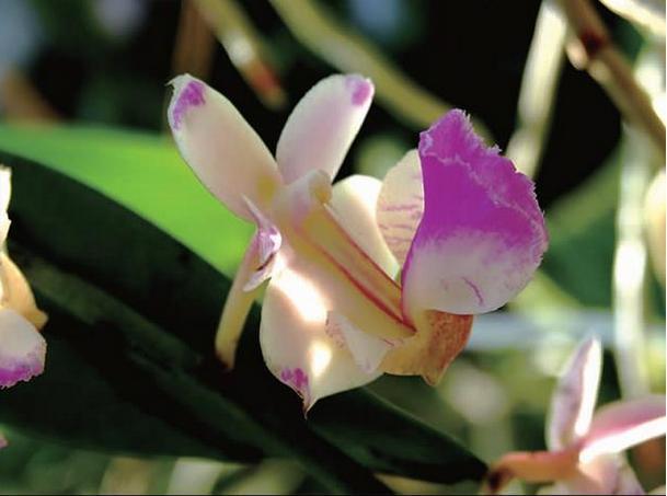 哪种兰花最名贵开花最好看,什么样的兰花品种开花好看又香