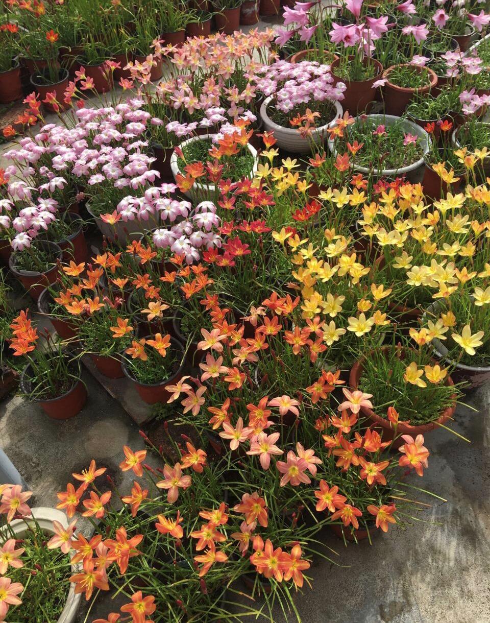 开成“红毯”的4种花,撒把种子开花十几年,邻居见了都眼馋