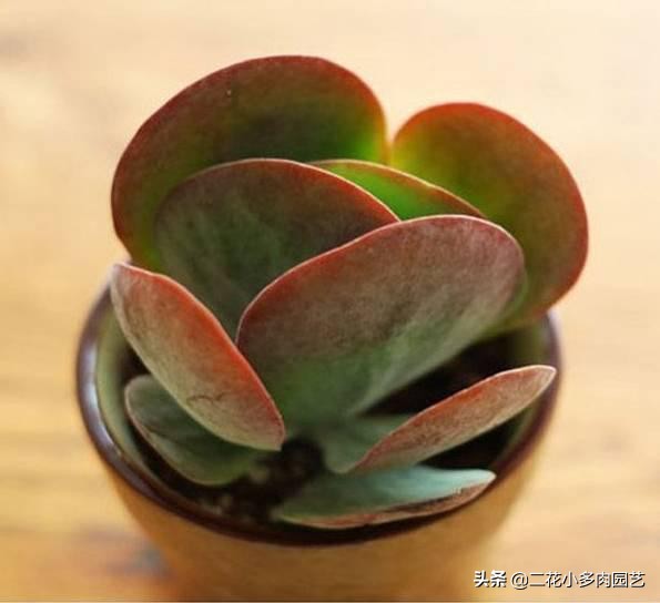 365种·常见花卉图谱，观果和多肉植物收藏篇