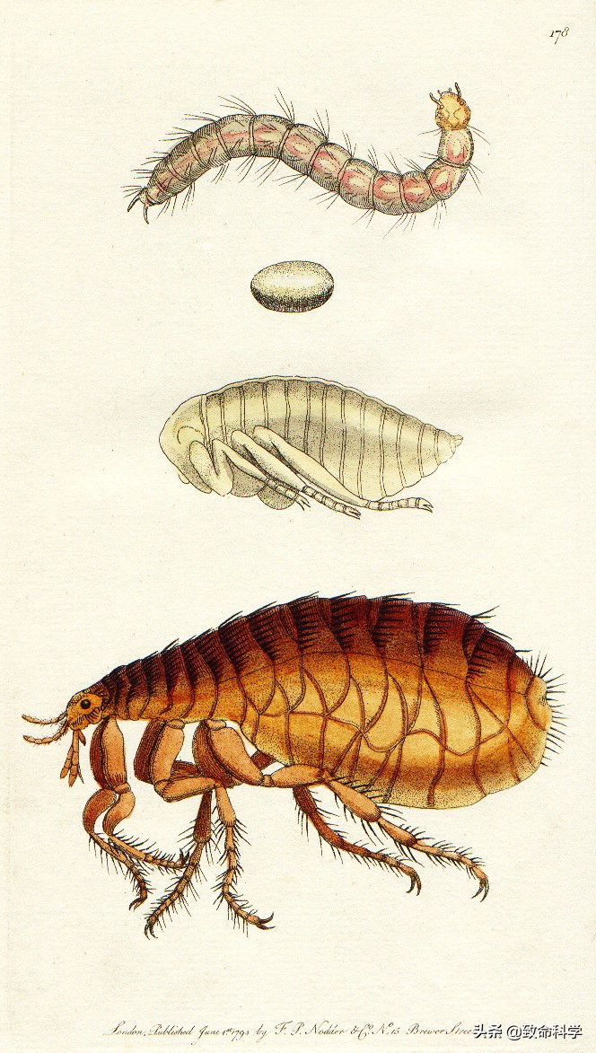 跳蚤可怕的克星,跳蚤可怕还是虱子可怕