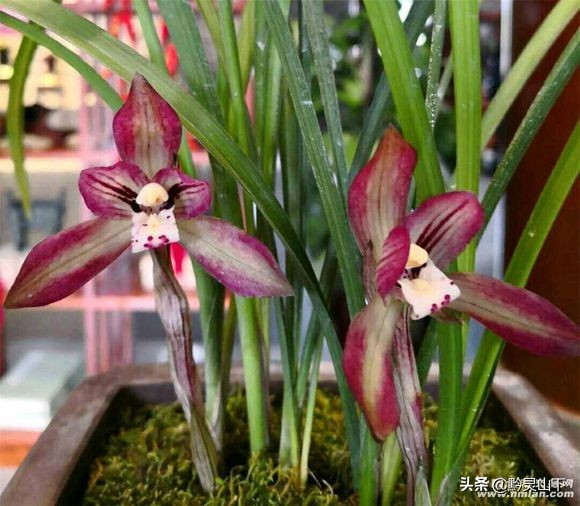 贵州兰花品种11（估价2000万的兰花）