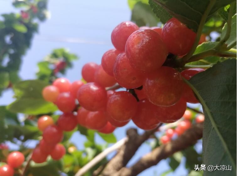 西昌樟木镇哪里卖樱桃,凉山樱桃大量上市