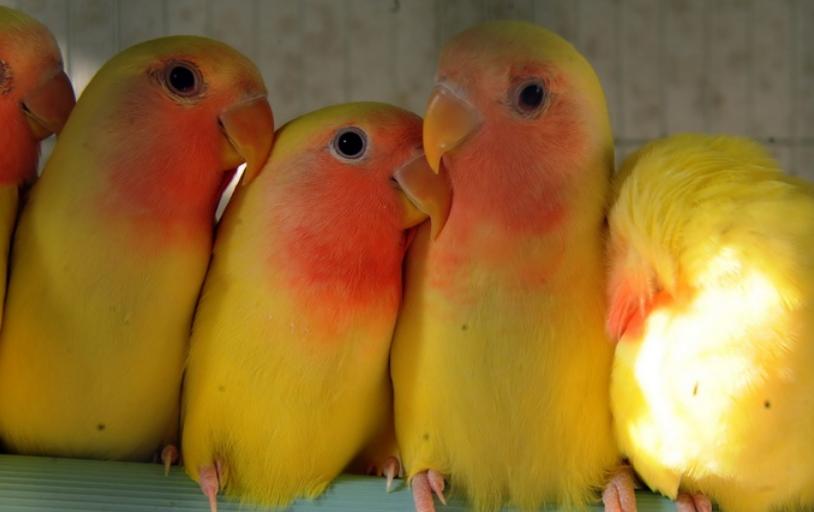 黄桃鹦鹉拉稀带绿,黄桃鹦鹉打蔫拉稀怎么治疗