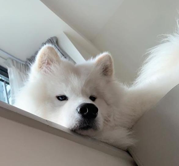 养五只萨摩耶是什么体验,养了一只萨摩耶是什么体验